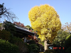 境内の緑