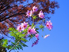 境内の花