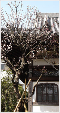 秋月院住職の思い